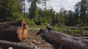 Best Seasonal Cleanup (Spring/Fall)  in Citronelle, AL