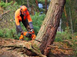 Best Tree Removal  in Citronelle, AL
