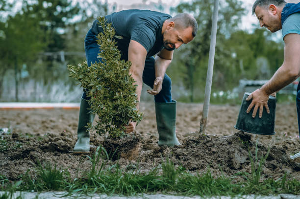 Best Tree Health Inspection  in Citronelle, AL