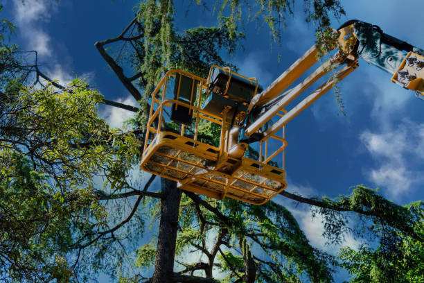 Best Tree Disease Treatment  in Citronelle, AL