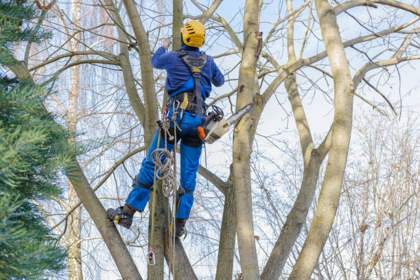 Best Utility Line Clearance  in Citronelle, AL