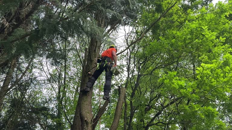Best Root Management and Removal  in Citronelle, AL