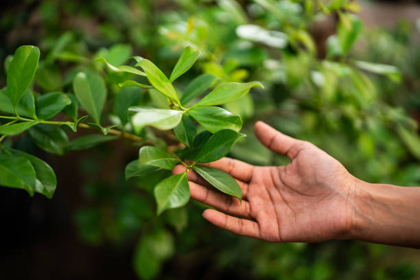 Citronelle, AL Tree Services Company