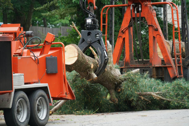 Best Hazardous Tree Removal  in Citronelle, AL