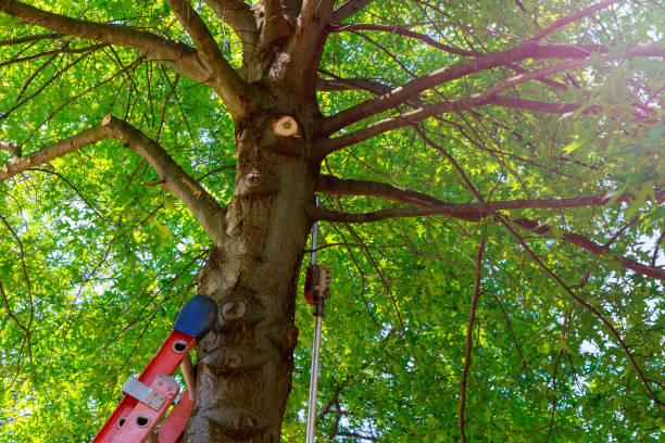 Best Tree Risk Assessment  in Citronelle, AL